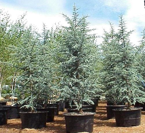 CEDRO DEL LIBANO - CEDRUS LIBANI 1,60