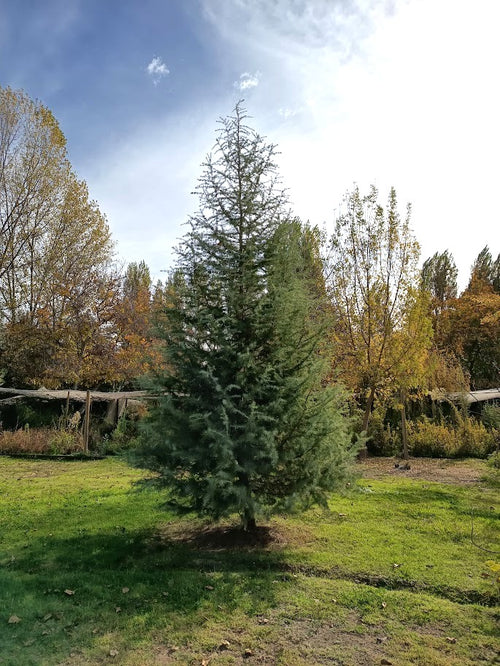 CEDRO DEL LIBANO - CEDRUS LIBANI 1,60