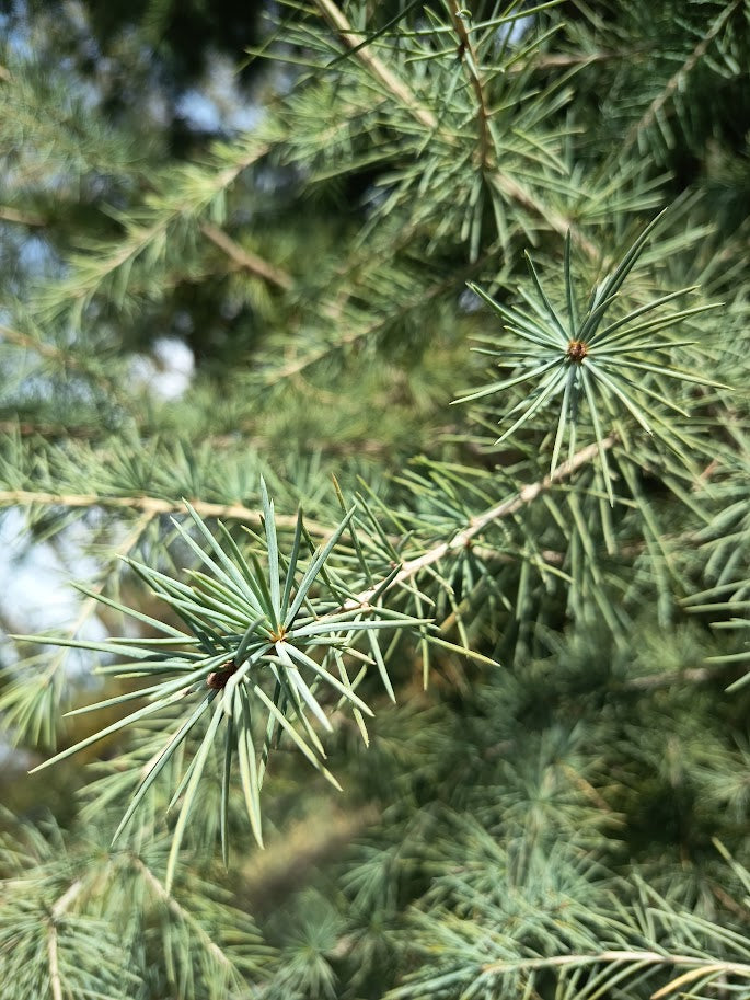 CEDRO DEL LIBANO - CEDRUS LIBANI 1,60