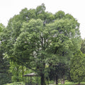 CELTIS AUSTRALIS – ALMEZ 1,80