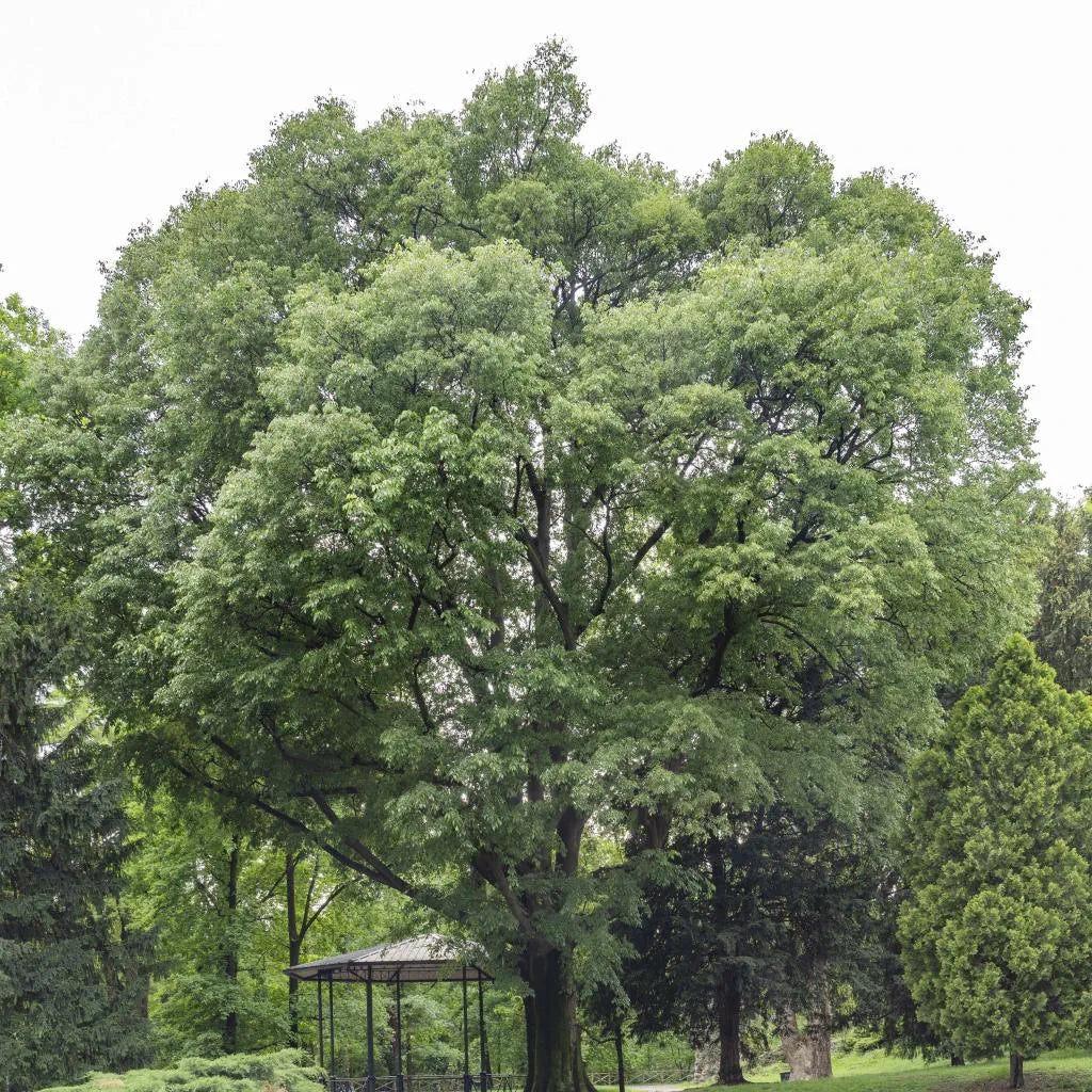 CELTIS AUSTRALIS – ALMEZ 1,80
