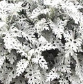 CINERARIAS MARITIMAS - SENECIO CINERARIA