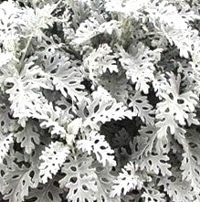 CINERARIAS MARITIMAS - SENECIO CINERARIA