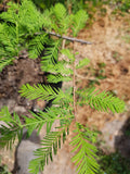 CIPRES CALVO - TAXODIUM DISTICHUM 1,50 A 1,80