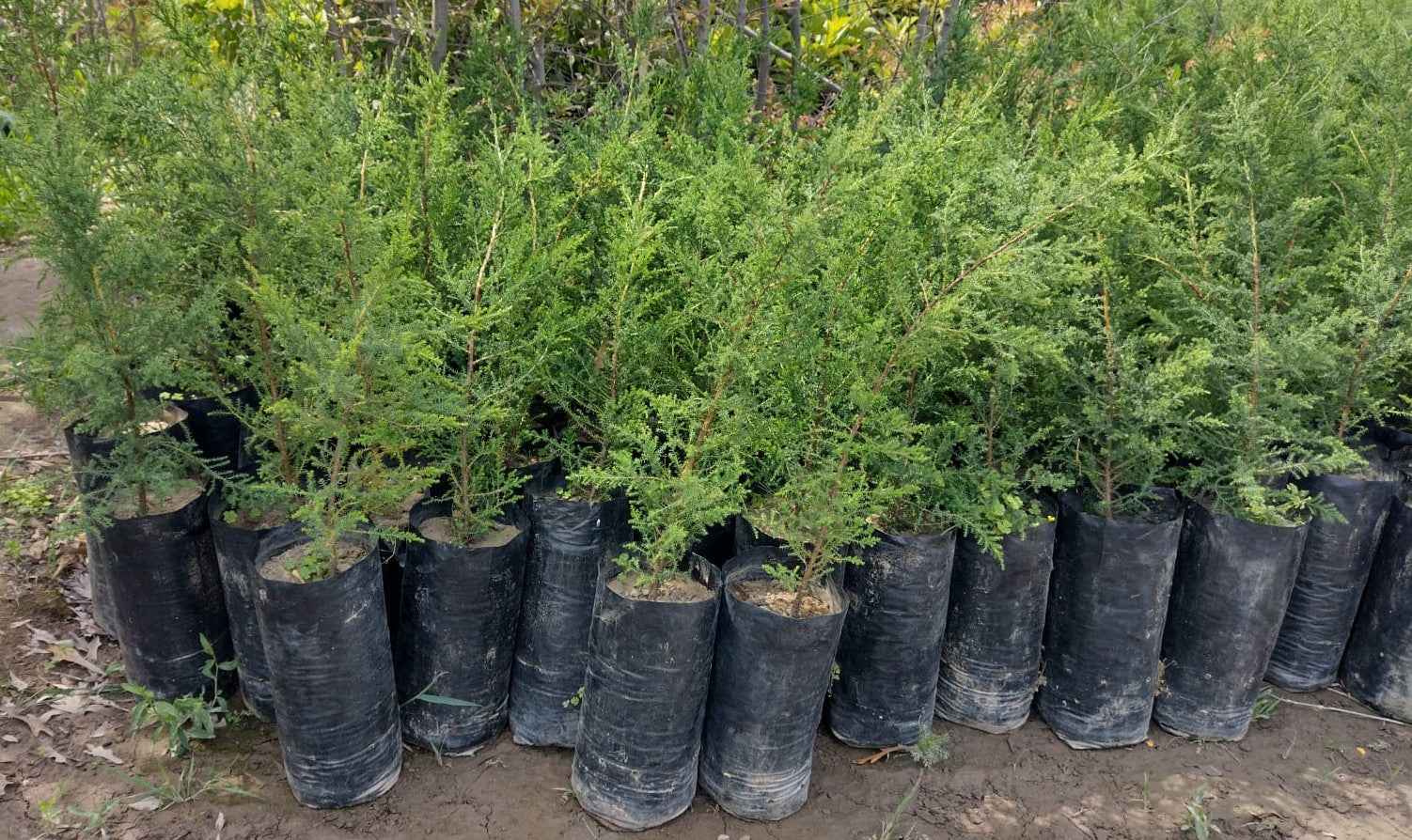 CIPRES MACROCARPA 1,20 A 1,50