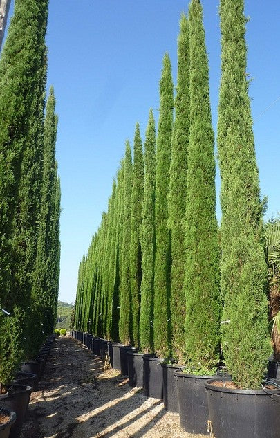 CIPRES PIRAMIDAL - CUPRESSUS SEMPERVIRENS 2,00 A 2,50 M