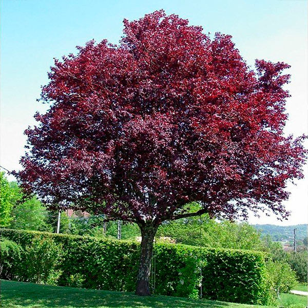 CIRUELO DE FLOR - PRUNUS CERASIFERA 1,80 A 2,00