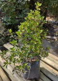 COPROSMA CHOCOLATE - COPROSMA SPP - KARO RED40 A 70 cm