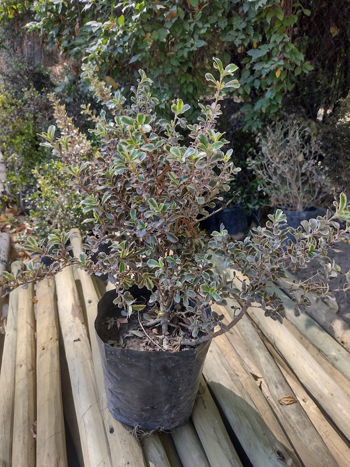 COPROSMA TEQUILA - COPROSMA KIRKI- TEQUILA SUNRISE 40 A 70 cm
