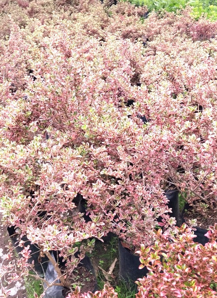 COPROSMA TEQUILA - COPROSMA KIRKI- TEQUILA SUNRISE 40 A 70 cm
