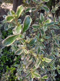 COPROSMA TEQUILA - COPROSMA KIRKI- TEQUILA SUNRISE 40 A 70 cm
