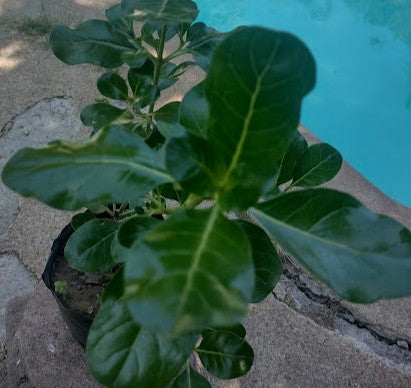 COPROSMA VERDE - BAUERI 80 A 1,00 m
