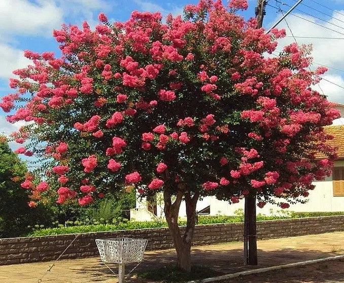 CRESPONES - ARBOL DE JUPITER 1.20 a 1,50