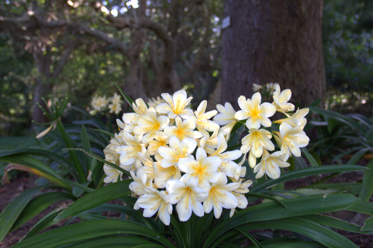 Mata de Clivia amarilla (Clivia miniata var. citrina) en plena floración, bajo sombra de árboles. Foto: Axxter99, CC BY-SA 4.0