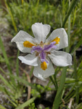 DIETES GRANDIFLORA