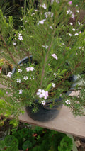 DIOSMAS ARBUSTIVA - DIOSMA ERICOIDES