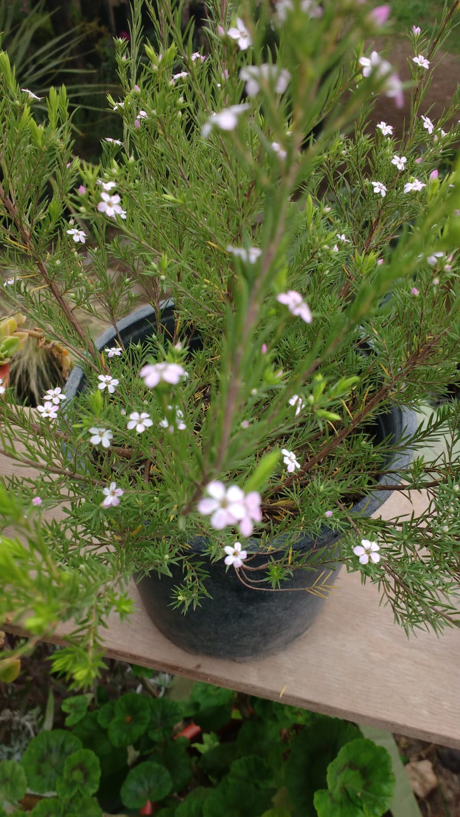 DIOSMAS ARBUSTIVA - DIOSMA ERICOIDES