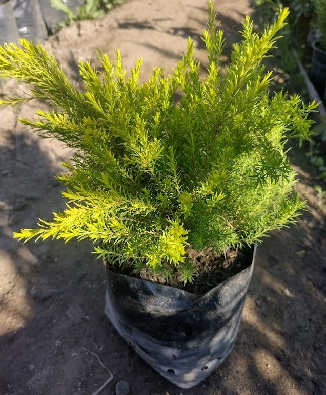 DIOSMAS PULCHELLA - COLEONEMA LIMON