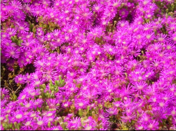 DOQUILLAS – LAMPRANTHUS ROSEUS