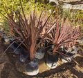 DRACENAS  ROJA – CORDYLINE AUSTRALIS PURPUREA   1,00