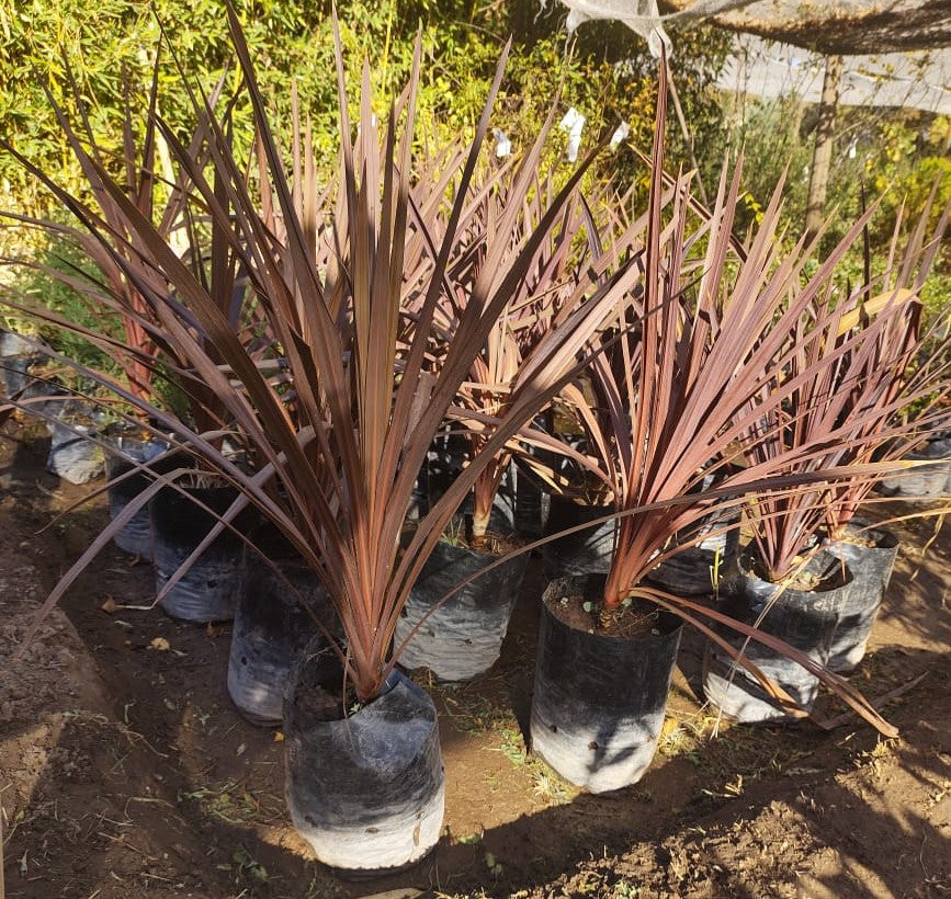 DRACENAS  ROJA – CORDYLINE AUSTRALIS PURPUREA   1,00