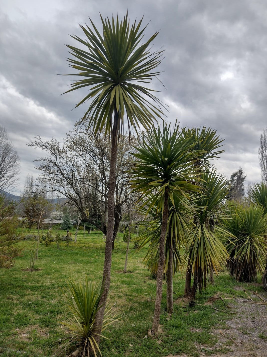 DRACENAS VERDE – CORDYLINE AUSTRALIS  1,00