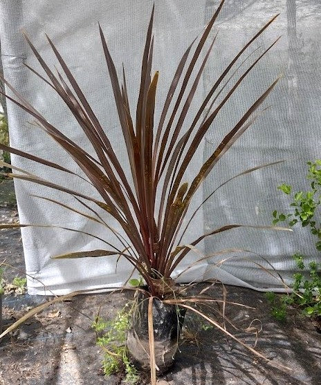DRACENAS ROJA - CORDYLINE AUSTRALIS PURPUREA 1,00