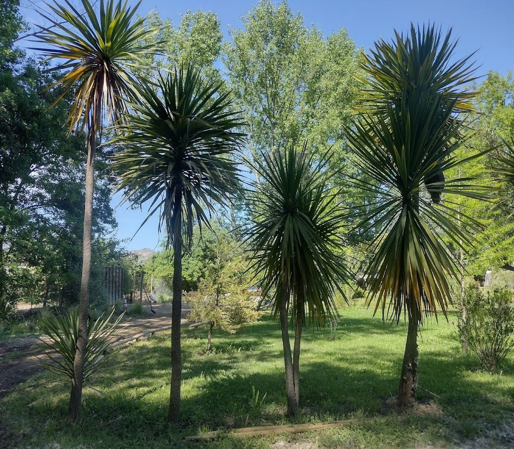 DRACENAS VERDE - CORDYLINE AUSTRALIS 1,00