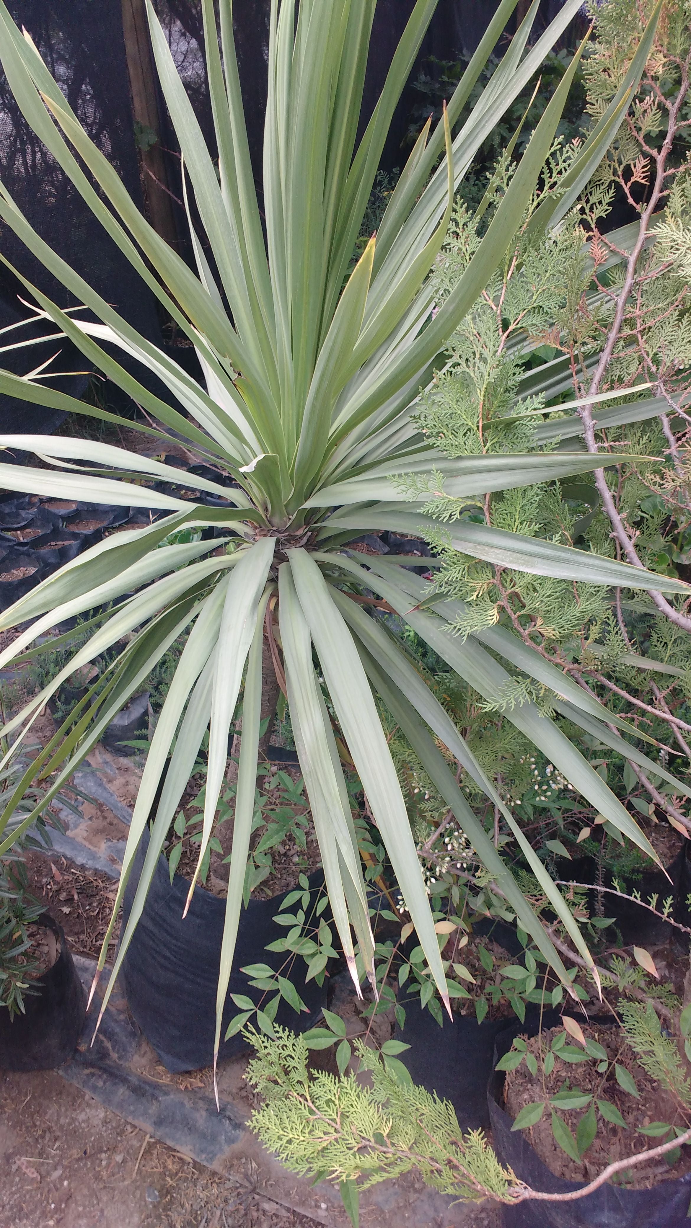 DRACENAS VERDE - CORDYLINE AUSTRALIS 1,00