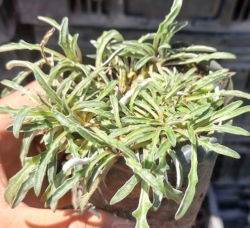 DYMONDIAS – DYMONDIA MARGARETAE