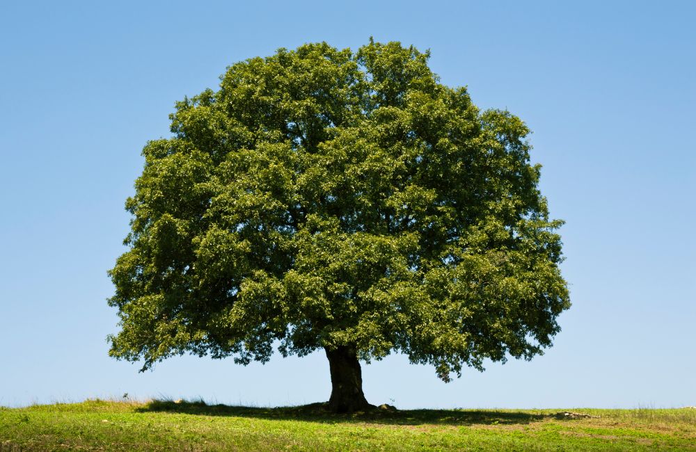 ENCINO – QUERCUS  ROBUR 2,00 – 2,50