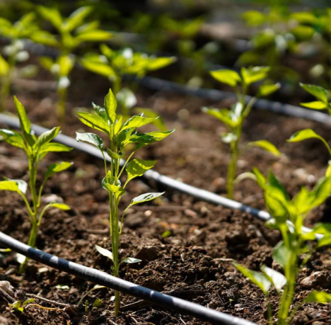 POLIETILENO PLANSA LINEAL 16 MM CON GOTERO 4/L A 30 CM ROLLO 100 MTS AUTOCOMPENSADO