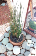 EQUISETUM HYEMALE 1,00 A 1,20 M