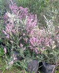 ERICA DE INVIERNO- ERICA CARNEA 0,20