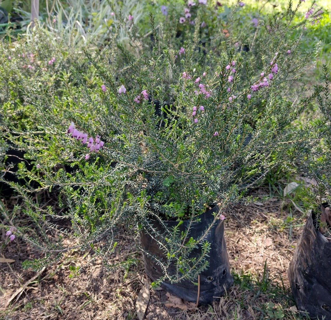 ERICA DE INVIERNO- ERICA CARNEA GRANDES