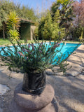 ERICA DE INVIERNO- ERICA CARNEA 0,20