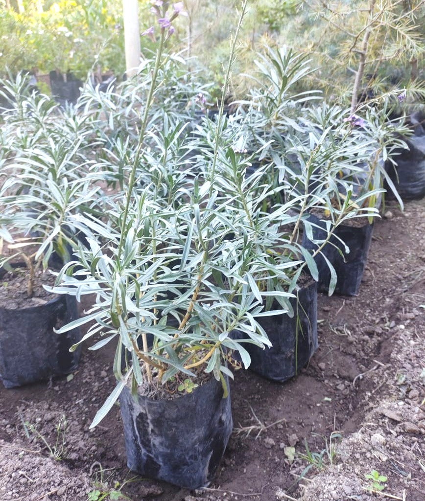 ERYSIMO - ERYSIMUM LINIFOLIUM 30 CM