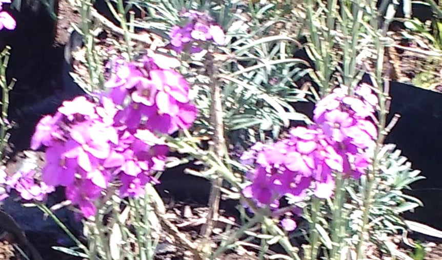 ERYSIMO - ERYSIMUM LINIFOLIUM 30 CM