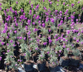 ERYSIMO - ERYSIMUM LINIFOLIUM 30 CM