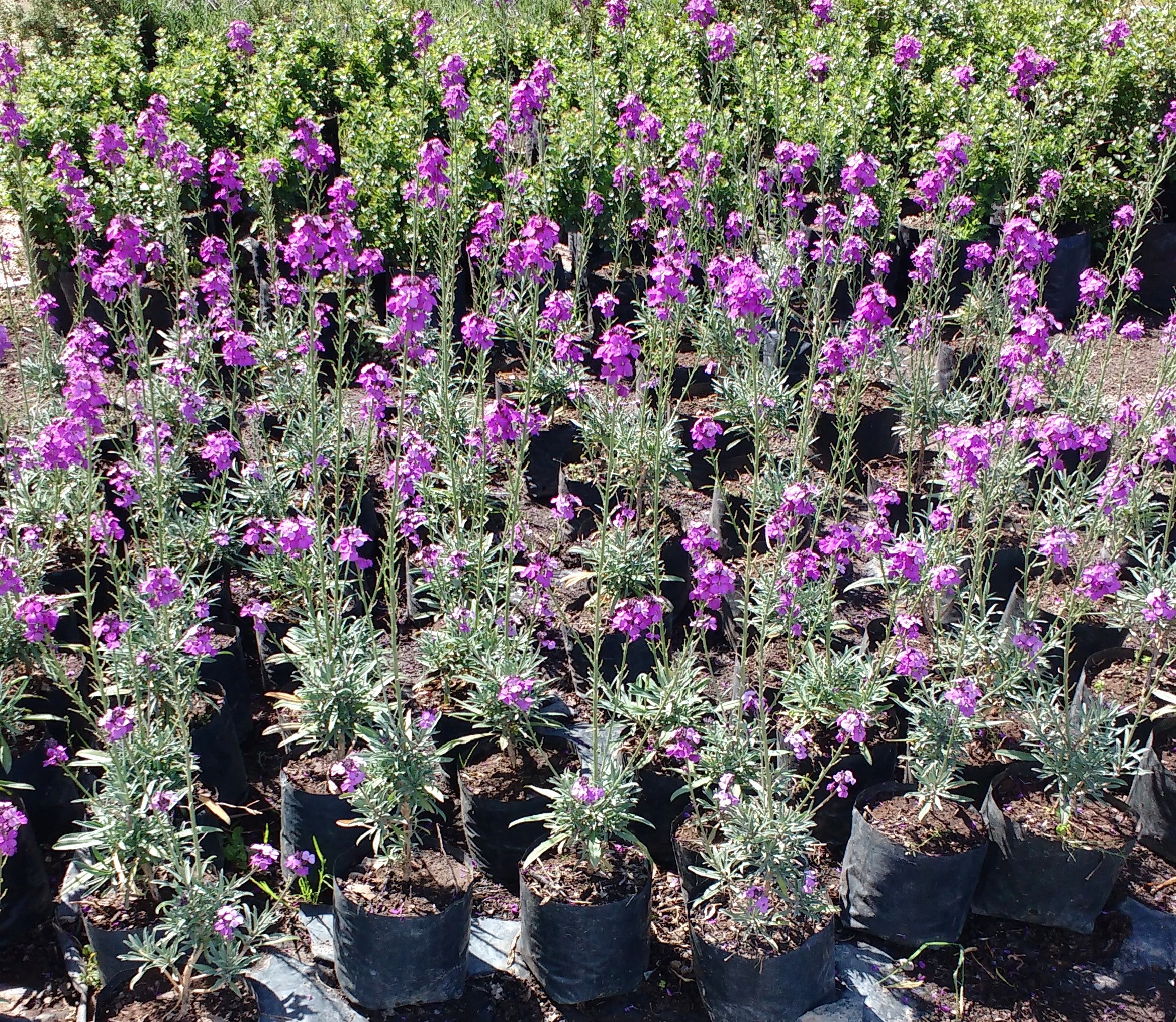 ERYSIMO - ERYSIMUM LINIFOLIUM 30 CM