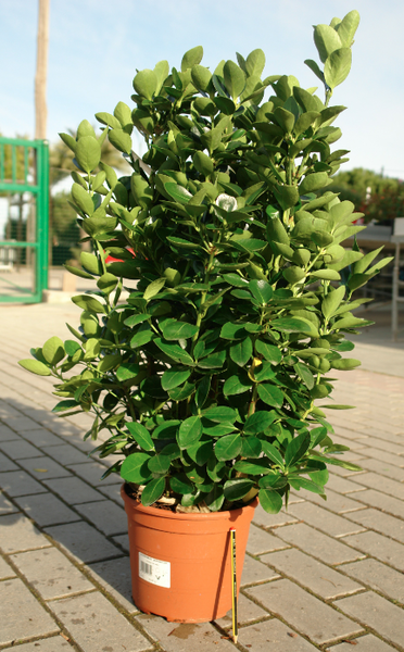 EVONIMO VERDE -EVONYMUS JAPONICUS  50 A 1,00M