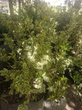 EVONIMO ARGENTEA -EVONYMUS JAPONICUS VAR 50 A 1,20M