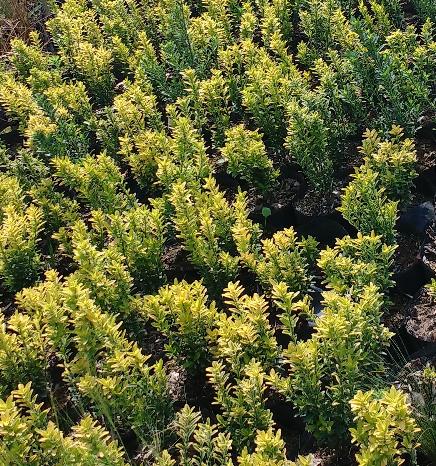 EVONIMO ENANO PUNTA AMARILLA - EUONYMUS MYCROPHILLA AUREA 20 A 30 CM