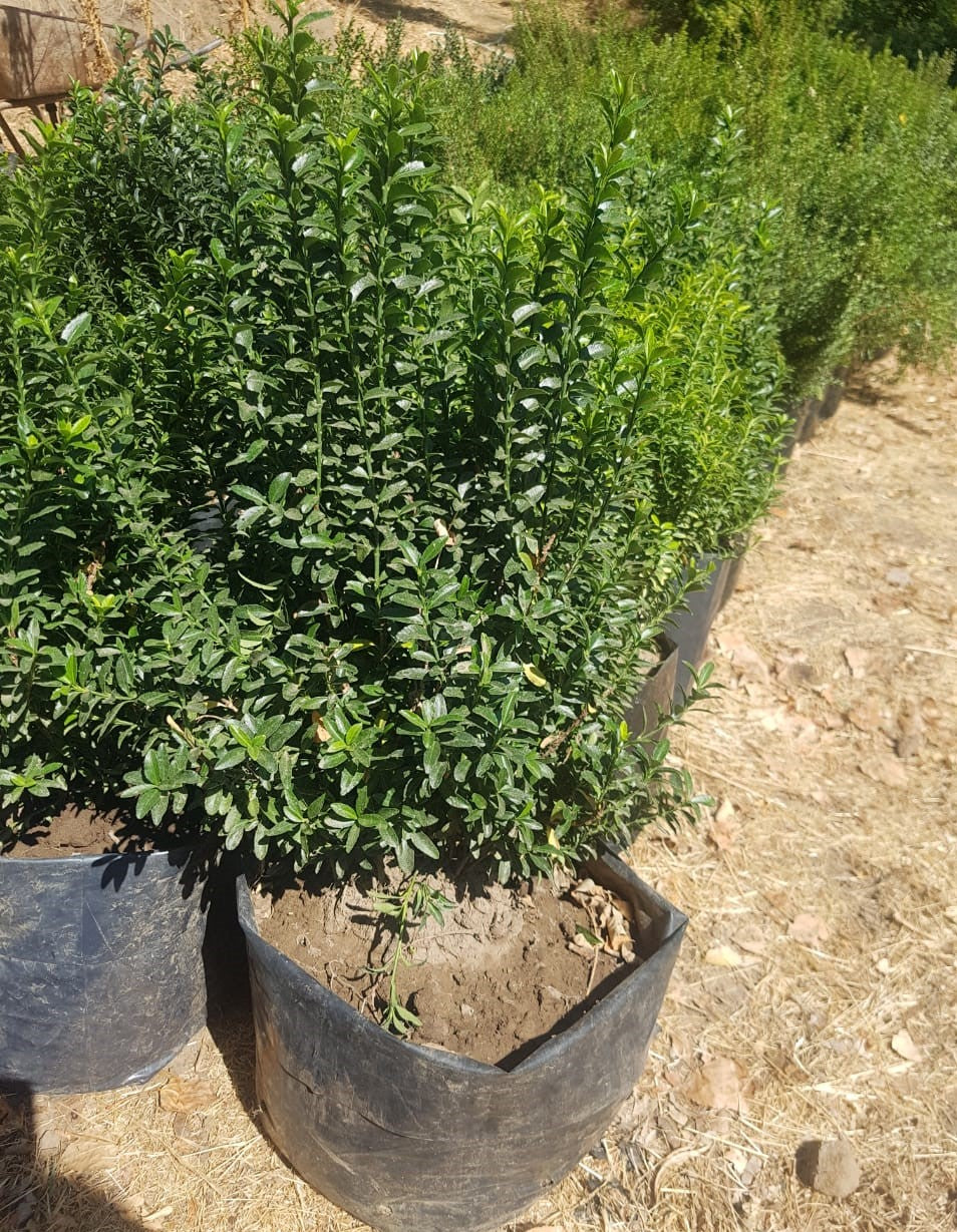 EVONIMO VERDE ENANO - EUONYMUS MYCROPHILLA 20 A 30 CM