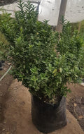 EVONIMO VERDE ENANO - EUONYMUS MYCROPHILLA 20 A 30 CM