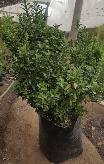 EVONIMO VERDE ENANO - EUONYMUS MYCROPHILLA 20 A 30 CM