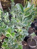 EVONIMO FORTUNEII - EUONYMUS FORTUNEI 50 A 1,20M