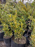 EVONIMO YEMA DE HUEVO-EVONYMUS JAPONICUS VAR. MEDIO PICTUS 50 A 1,20M