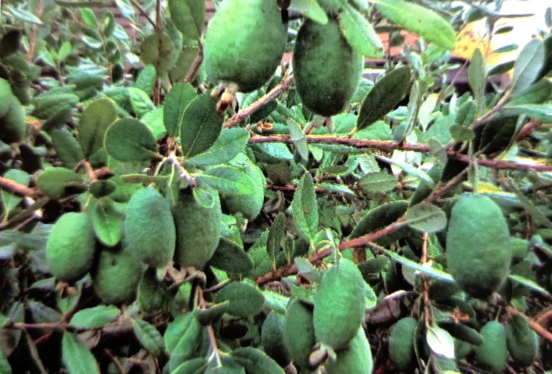 FEIJOA 1,60