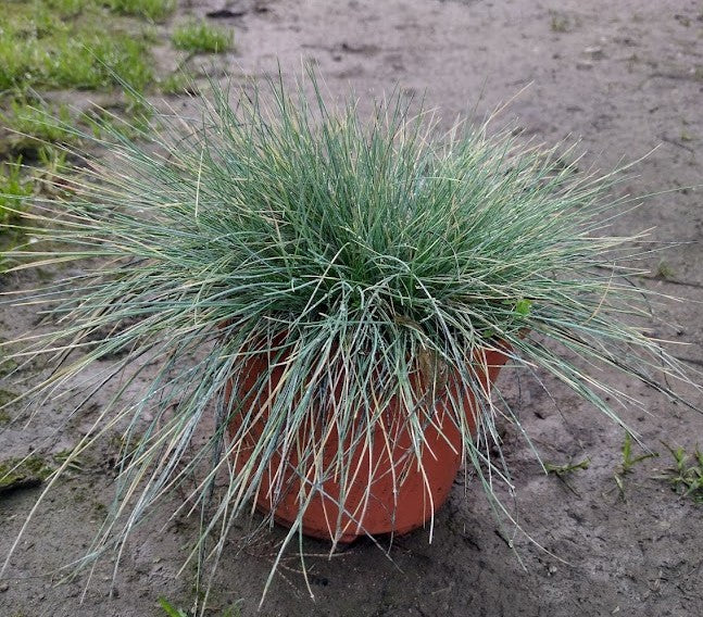 FESTUCA GLAUCA